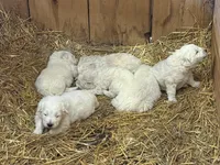 Isla, a female Maremma Sheepdog for sale in Borden, IN – Photo 2 of 6