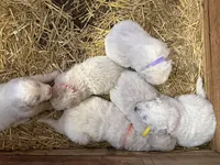 Isla, a female Maremma Sheepdog for sale in Borden, IN – Photo 3 of 6