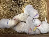 Isla, a female Maremma Sheepdog for sale in Borden, IN – Photo 4 of 6