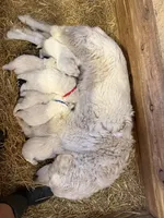 Isla, a female Maremma Sheepdog for sale in Borden, IN – Photo 6 of 6