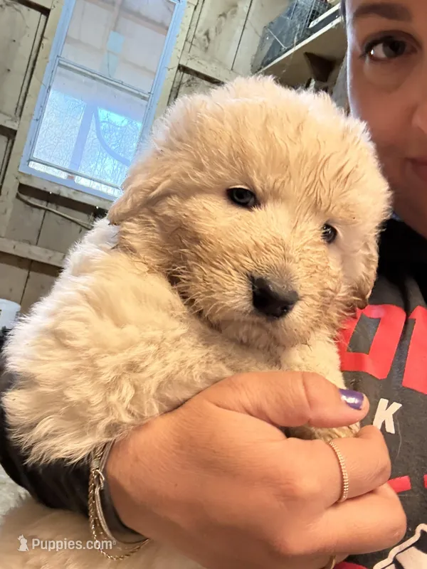 Isla – Maremma Sheepdog puppy for sale in Borden, IN