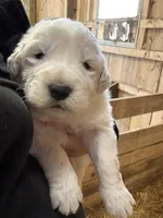 Isla, a female Maremma Sheepdog for sale in Borden, IN – Photo 1 of 6