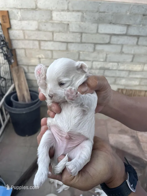 Maltese dogs mix pormeranain – Maltese, Pomeranian puppy for sale in Palm Springs, CA