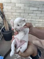 Maltese dogs mix pormeranain, a male Maltese and Pomeranian for sale in Palm Springs, CA – Photo 1 of 4