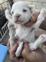 Maltese dogs mix pormeranain, a male Maltese and Pomeranian for sale in Palm Springs, CA – Photo 4 of 4