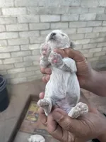 Maltese dogs mix pormeranain, a male Maltese and Pomeranian for sale in Palm Springs, CA – Photo 3 of 4