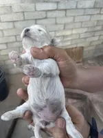 Maltese dogs mix pormeranain, a male Maltese and Pomeranian for sale in Palm Springs, CA – Photo 2 of 4