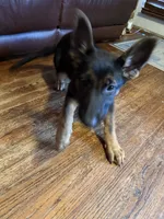 Red, a female German Shepherd Dog for sale in Gadsden, AL – 2 of 5