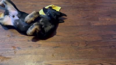 Blue, a male German Shepherd Dog for sale in Gadsden, AL – 6 of 6