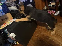 Orange , a male German Shepherd Dog for sale in Gadsden, AL – 5 of 6
