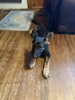 Red, a female German Shepherd Dog for sale in Gadsden, AL – 4 of 5