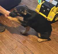 Green, a female German Shepherd Dog for sale in Gadsden, AL – 2 of 5