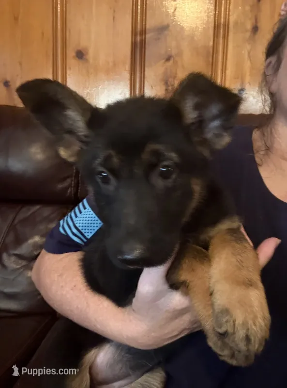 Red – German Shepherd Dog puppy for sale in Gadsden, AL