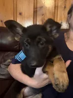 Red, a female German Shepherd Dog for sale in Gadsden, AL – 1 of 1