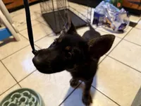 Blue, a male German Shepherd Dog for sale in Gadsden, AL – 1 of 2
