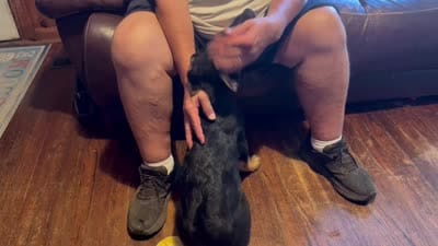 Pink, a female German Shepherd Dog for sale in Gadsden, AL – 5 of 5