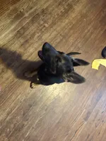 Pink, a female German Shepherd Dog for sale in Gadsden, AL – 4 of 5