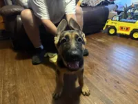 Orange , a male German Shepherd Dog for sale in Gadsden, AL – 2 of 6