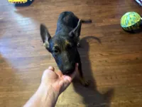 Pink, a female German Shepherd Dog for sale in Gadsden, AL – 3 of 5