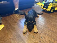Green, a female German Shepherd Dog for sale in Gadsden, AL – 4 of 5
