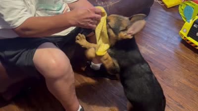 Orange , a male German Shepherd Dog for sale in Gadsden, AL – 6 of 6