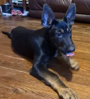 Blue, a male German Shepherd Dog for sale in Gadsden, AL – 3 of 6