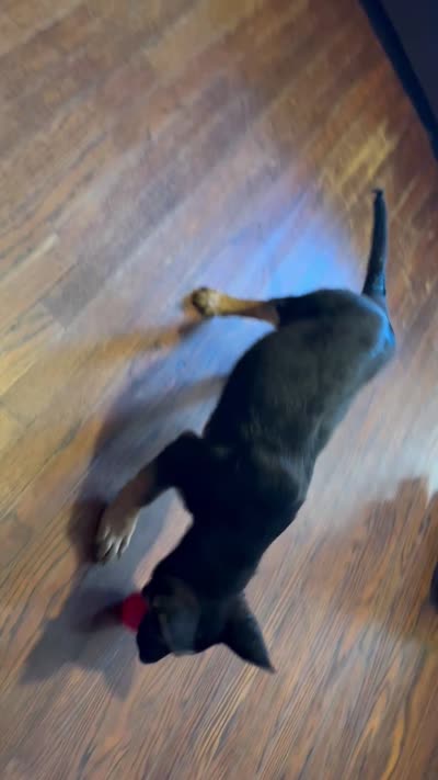 Red, a female German Shepherd Dog for sale in Gadsden, AL – 5 of 5