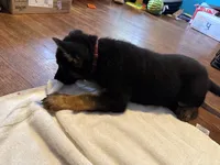 Pink, a female German Shepherd Dog for sale in Gadsden, AL – 2 of 2