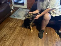 Orange , a male German Shepherd Dog for sale in Gadsden, AL – 4 of 6