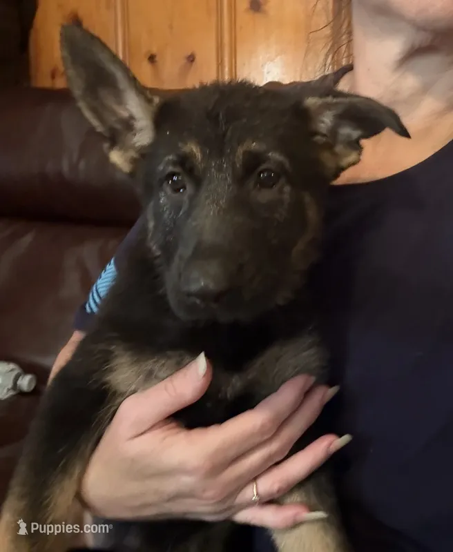 Pink – German Shepherd Dog puppy for sale in Gadsden, AL