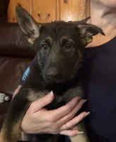 Pink, a female German Shepherd Dog for sale in Gadsden, AL – 1 of 2