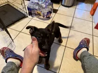Blue, a male German Shepherd Dog for sale in Gadsden, AL – 2 of 2