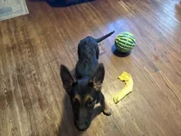 Green, a female German Shepherd Dog for sale in Gadsden, AL – 3 of 5