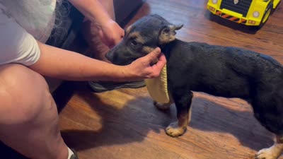 Green, a female German Shepherd Dog for sale in Gadsden, AL – 5 of 5
