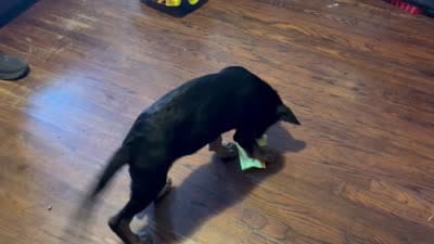 Blue, a male German Shepherd Dog for sale in Gadsden, AL – 5 of 6