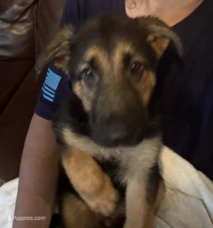 Orange  – German Shepherd Dog puppy for sale in Gadsden, AL