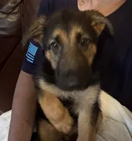 Orange , a male German Shepherd Dog for sale in Gadsden, AL – 1 of 1