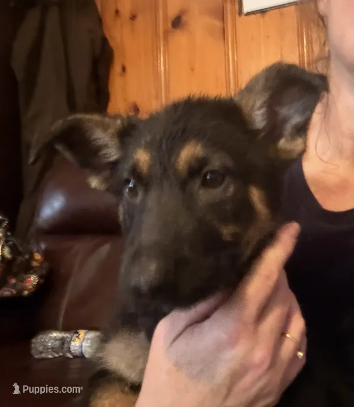 Green – German Shepherd Dog puppy for sale in Gadsden, AL