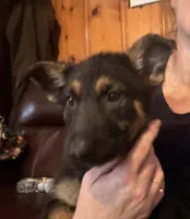 Green, a female German Shepherd Dog for sale in Gadsden, AL – 1 of 1