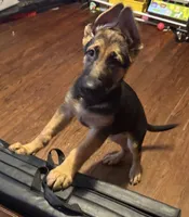 Orange , a male German Shepherd Dog for sale in Gadsden, AL – 3 of 6