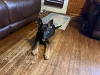 Red, a female German Shepherd Dog for sale in Gadsden, AL – 3 of 5