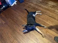 Blue, a male German Shepherd Dog for sale in Gadsden, AL – 4 of 6