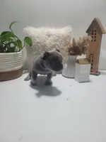Belle, a female French Bulldog for sale in Topeka, IN – 3 of 7