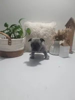 Belle, a female French Bulldog for sale in Topeka, IN – 6 of 7