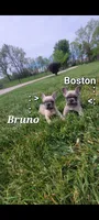 Bruno, a male French Bulldog for sale in Topeka, IN – 3 of 5