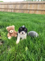 Max, a male Cavapoo for sale in Topeka, IN – 2 of 5