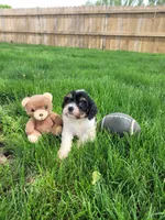 Max, a male Cavapoo for sale in Topeka, IN – 5 of 5