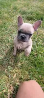 Bruno, a male French Bulldog for sale in Topeka, IN – 2 of 5