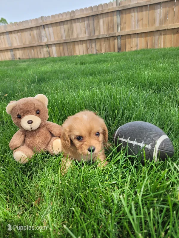 Teddy – Cavapoo puppy for sale in Topeka, IN