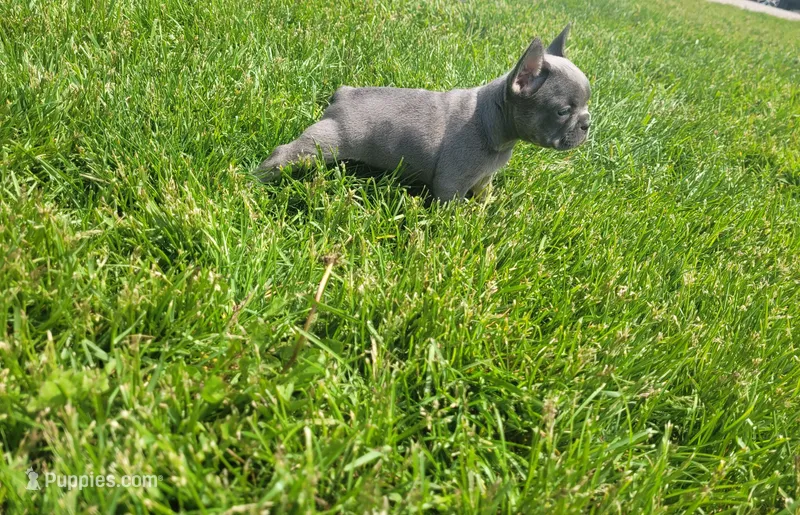 Belle – French Bulldog puppy for sale in Topeka, IN